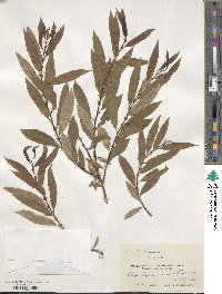 Salix triandra image