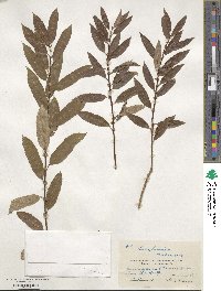 Salix triandra image