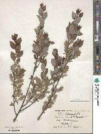 Salix starkeana image