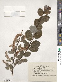 Salix starkeana image