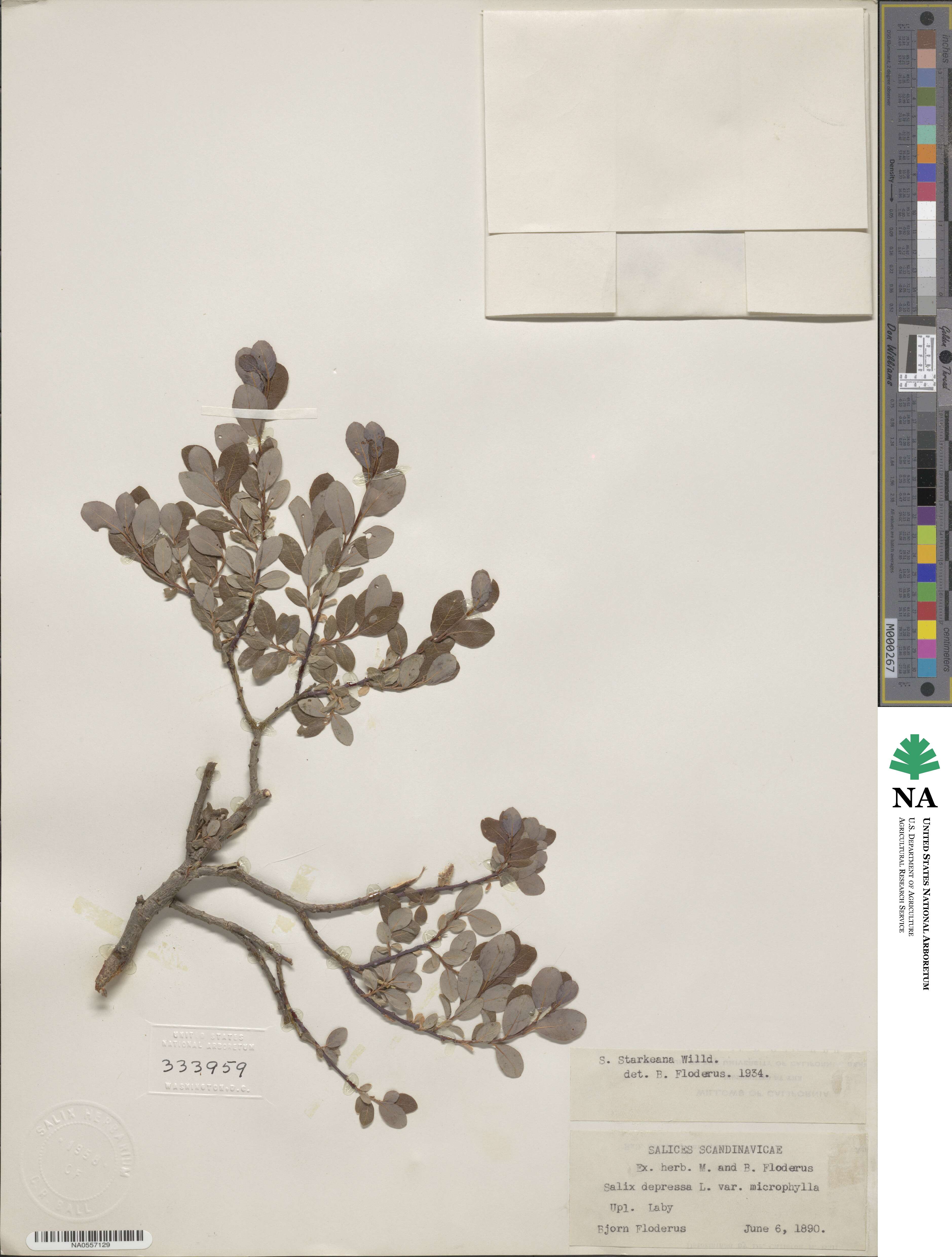 Salix starkeana image