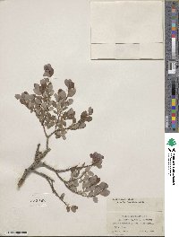 Salix starkeana image