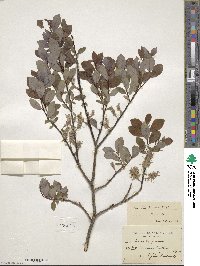 Salix starkeana image