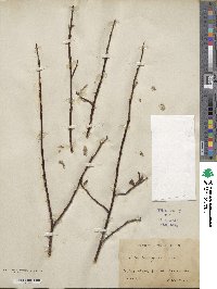 Salix arctica subsp. arctica image