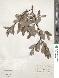 Salix tianschanica image