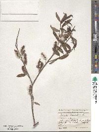 Salix triandra image