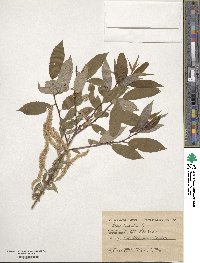 Salix triandra image