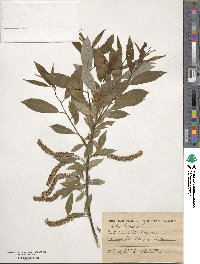 Salix triandra image