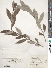 Salix triandra image