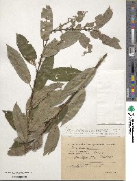 Salix triandra image