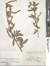 Salix triandra image