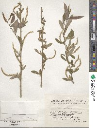 Salix triandra image