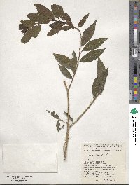 Salix triandra image