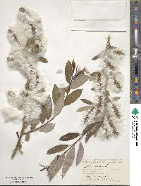 Salix triandra image