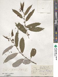 Salix triandra image