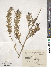 Salix triandra image