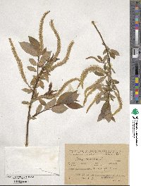 Salix triandra image