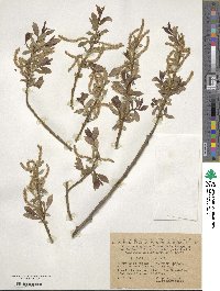 Salix triandra image