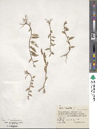 Salix triandra image