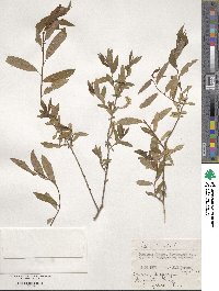 Salix triandra image