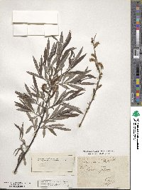 Salix eleagnos subsp. eleagnos image