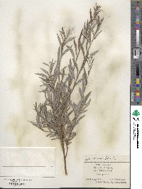 Salix rosmarinifolia image