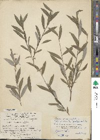 Salix rosmarinifolia image