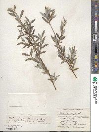 Salix rosmarinifolia image