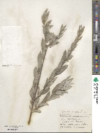 Salix rosmarinifolia image