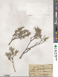 Salix rosmarinifolia image