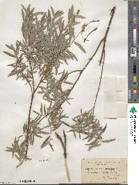 Salix rosmarinifolia image