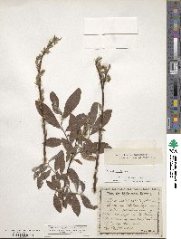 Salix salviifolia image