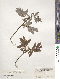 Salix saposhnikovii image