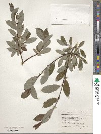 Salix saposhnikovii image