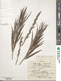 Salix schwerinii image