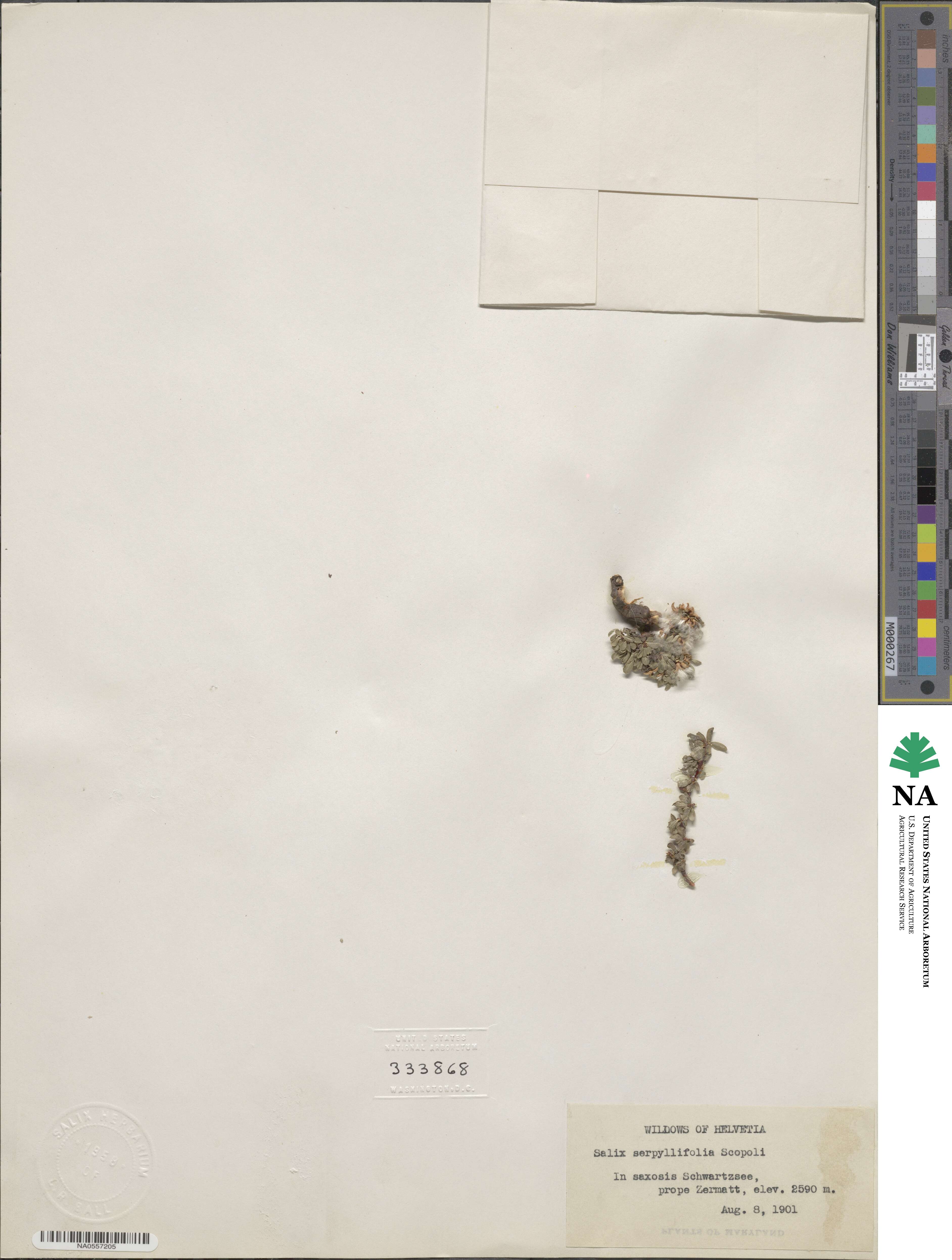 Salix serpyllifolia image
