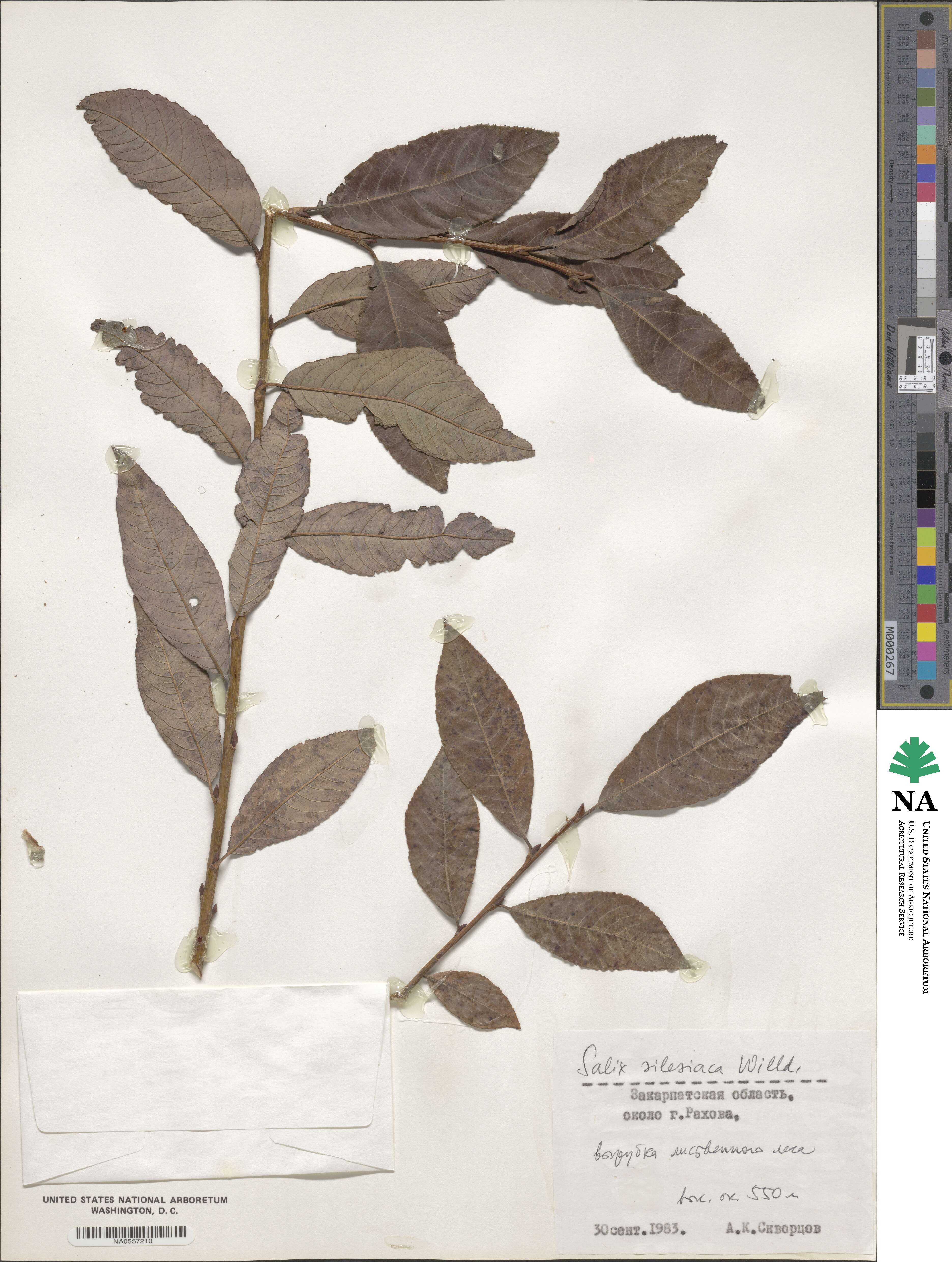 Salix silesiaca image