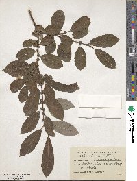 Salix silesiaca image