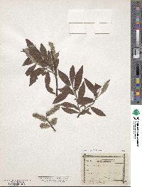 Salix ×smithiana image