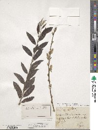 Salix ×smithiana image