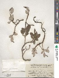 Salix reticulata image