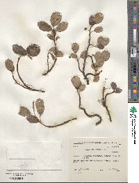 Salix reticulata image