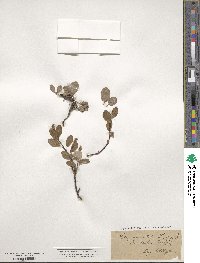 Salix reticulata image