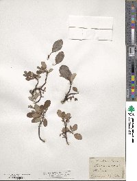 Salix reticulata image