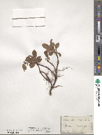 Salix reticulata image