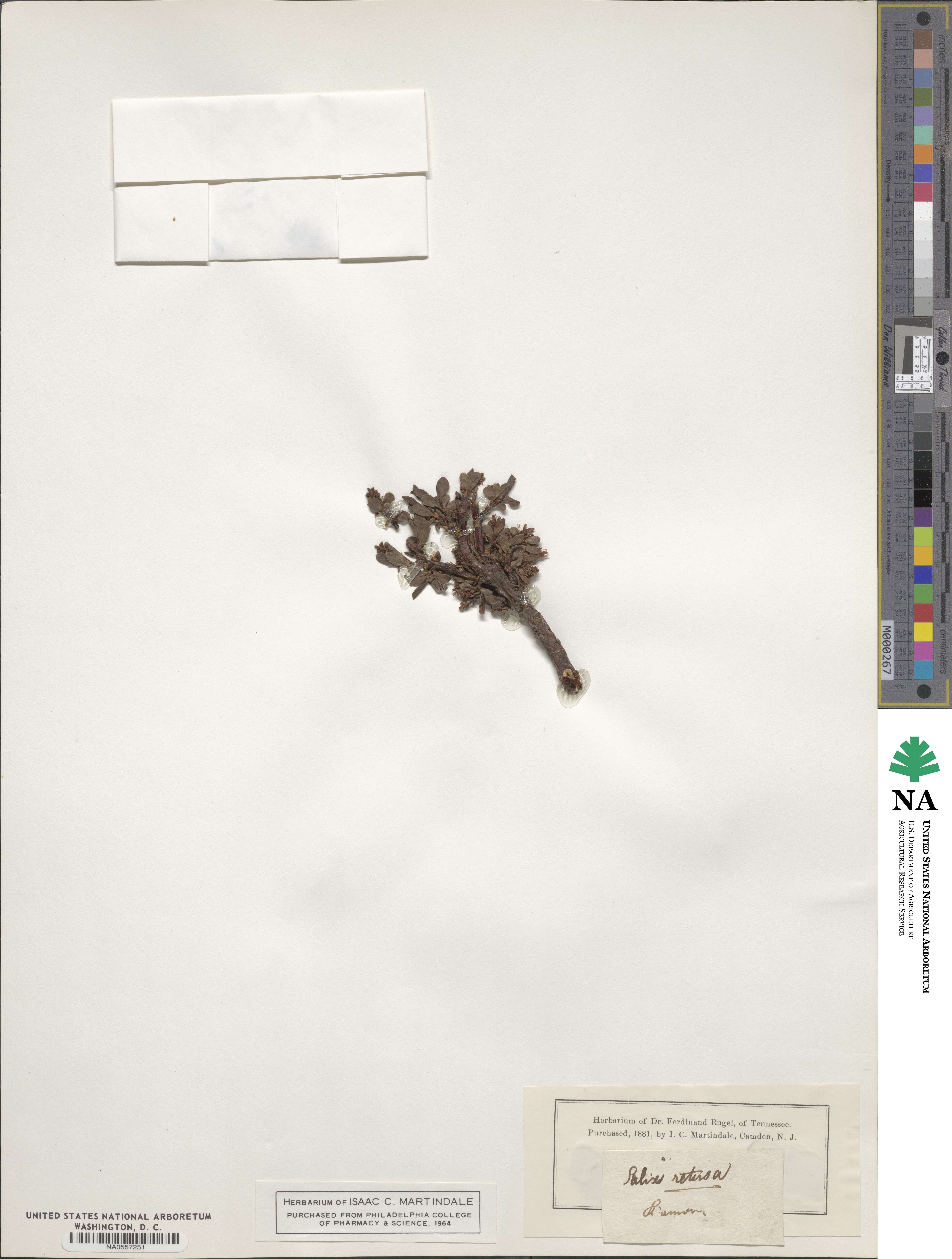 Salix retusa image