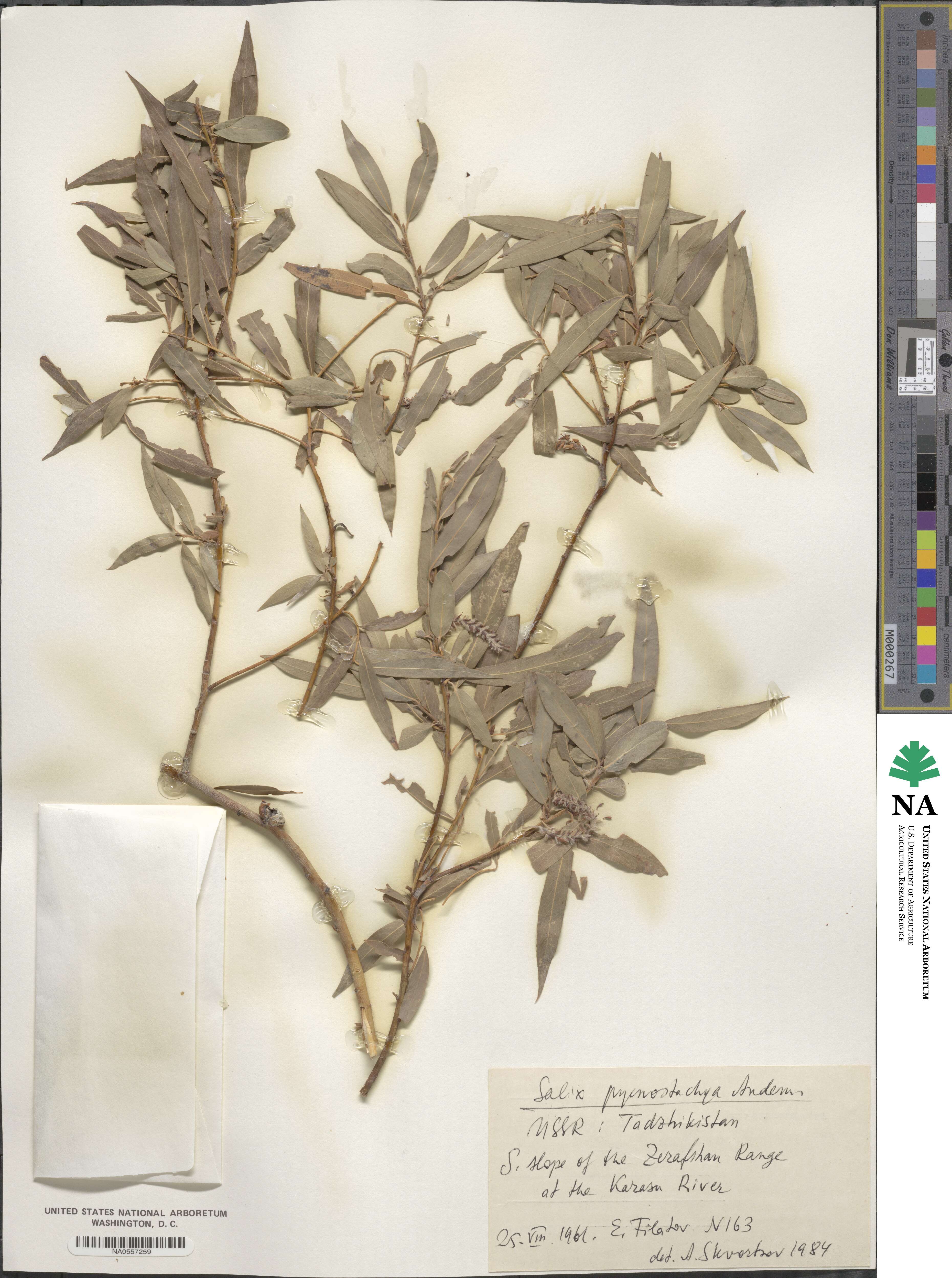 Salix pycnostachya image