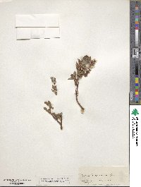 Salix pyrenaica image