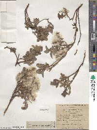 Salix pyrenaica image