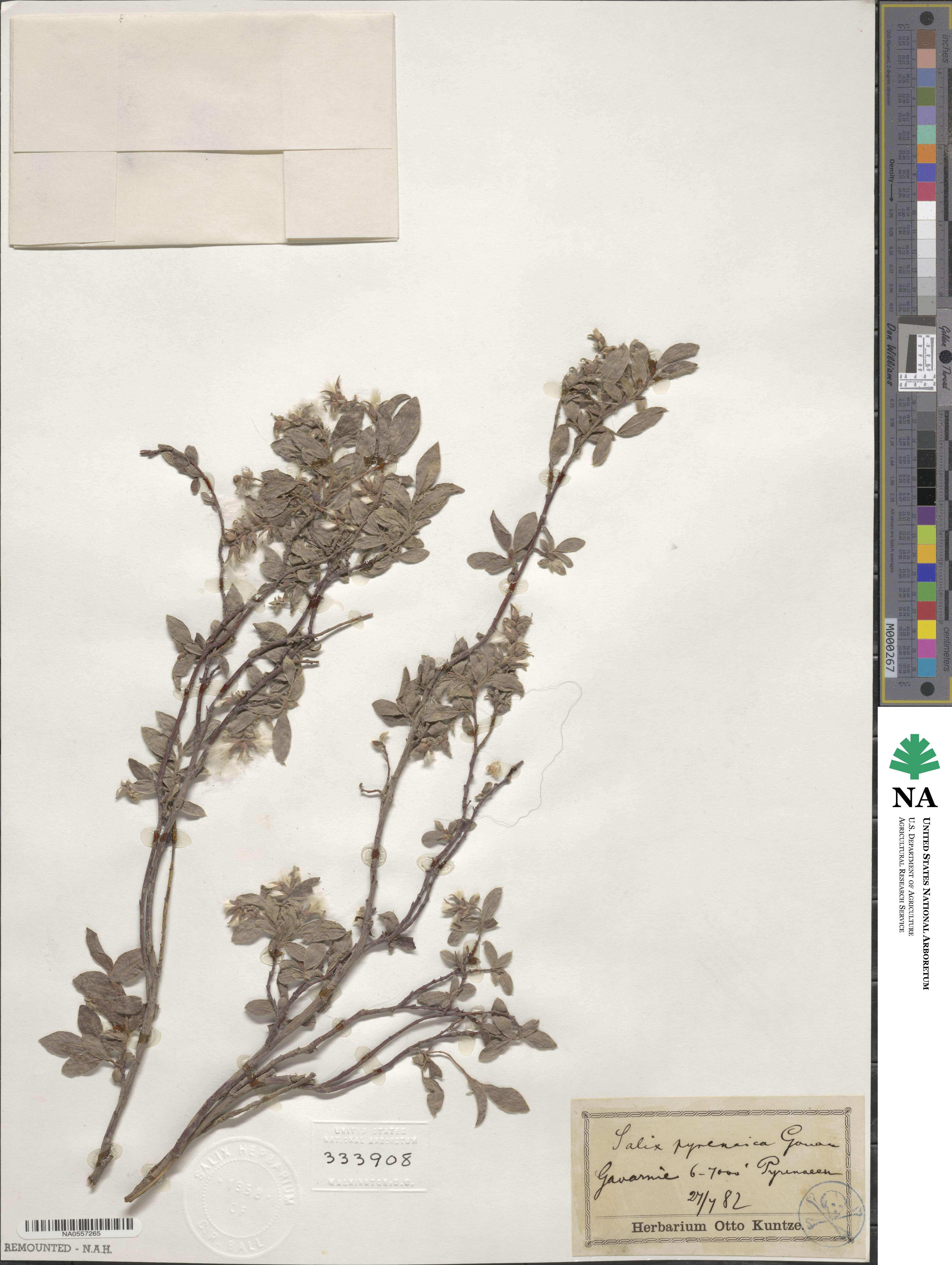 Salix pyrenaica image